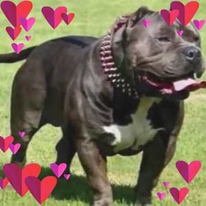 Meet your Posher, Luis